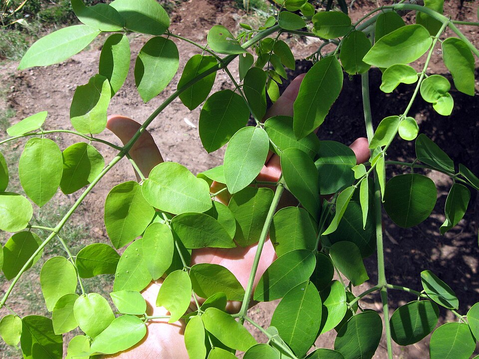 Moringa Leaves