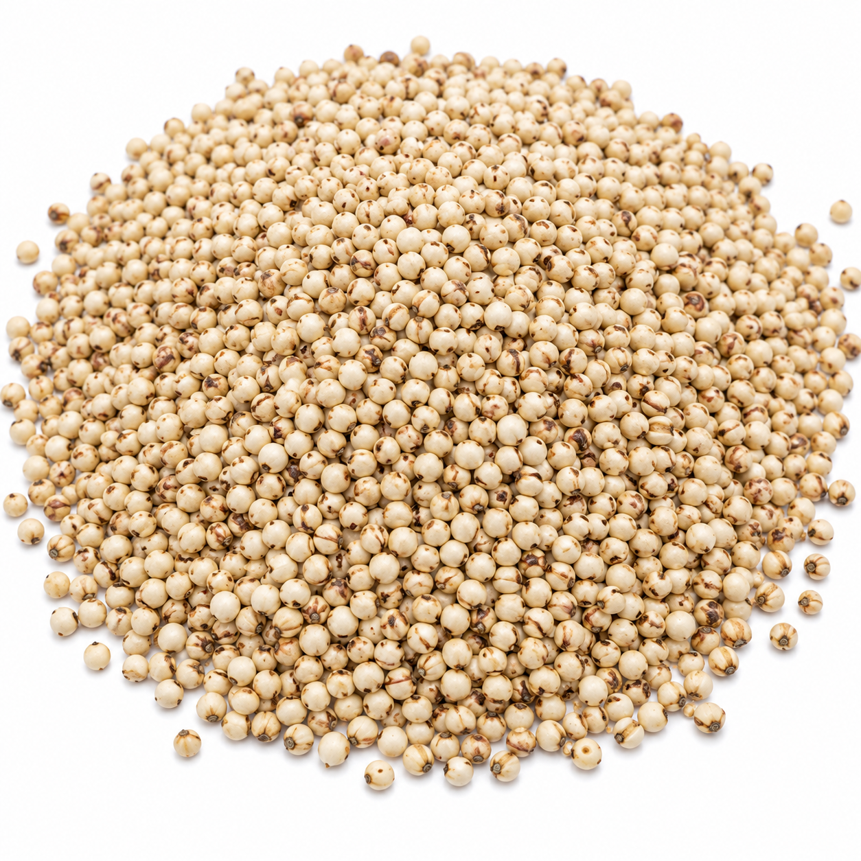 Sorghum